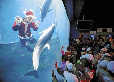 日本圣诞老人现身水族馆 与海豚共舞水下奇幻世界