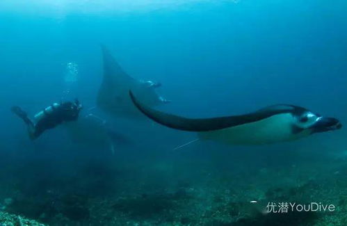 印尼船宿精选 | MSY Seahorse 2020-2022全航线行程探秘